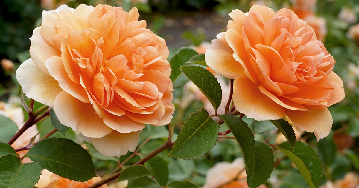 Famous Tea Roses 30 Fascinating Roses Named After Famous People